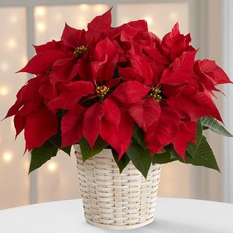 Get Well Red Poinsettia Basket
