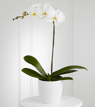 White Orchid Get Well Planter