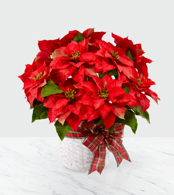 Happiest Holidays Poinsettia